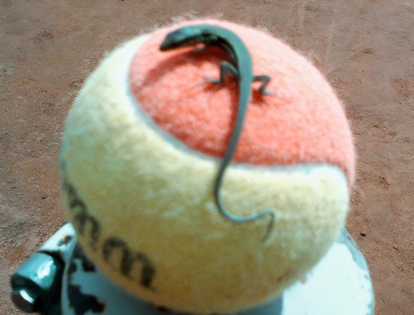 Auch Geckos lieben Tennis
